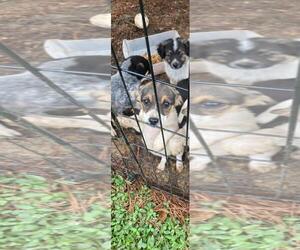 Chiweenie Dogs for adoption in Attalka, AL, USA