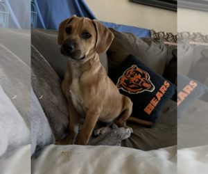 Labrador Retriever-Unknown Mix Dogs for adoption in Dana Point, CA, USA