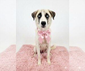 Golden Labrador Dogs for adoption in Mt. Laurel, NJ, USA