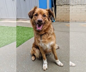 Australian Shepherd Dogs for adoption in Arlington, VA, USA