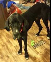 Great Dane Dogs for adoption in Conway, AR, USA