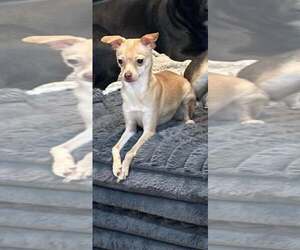Chihuahua Dogs for adoption in Jackson Township, NJ, USA