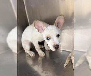 Mutt Dogs for adoption in Riverside, CA, USA