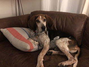 Small English Coonhound