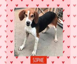 Coonhound Dogs for adoption in Littleton, CO, USA