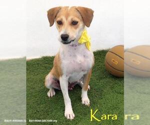Raggle Dogs for adoption in San Diego, CA, USA