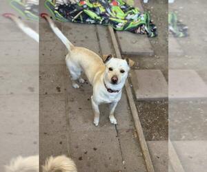 Chihuahua Dogs for adoption in Santa Maria, CA, USA