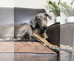 Doberman Pinscher Dogs for adoption in Buffalo, MN, USA