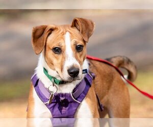 Jack-A-Bee Dogs for adoption in Ellijay, GA, USA
