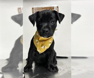 American Pit Bull Terrier Dogs for adoption in Bakersfield, CA, USA