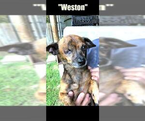 Chihuahua Dogs for adoption in Denison, TX, USA