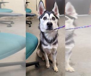 - Mix Dogs for adoption in Camarillo, CA, USA