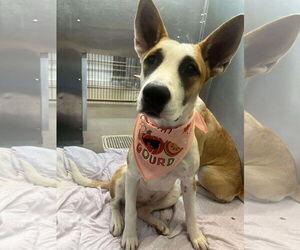 Mutt Dogs for adoption in NEWPORT NH, NH, USA