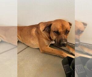 Bullmastiff-Unknown Mix Dogs for adoption in HESPERIA, CA, USA