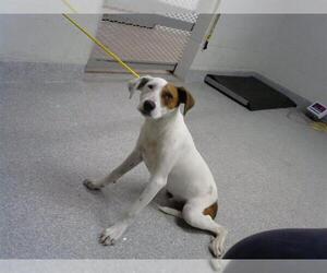 Labrador Retriever-Unknown Mix Dogs for adoption in Pasadena, TX, USA