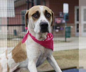 American Staffordshire Terrier-Unknown Mix Dogs for adoption in San Antonio, TX, USA