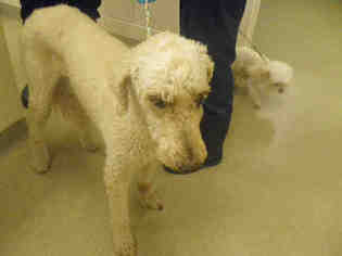 Poodle (Standard) Dogs for adoption in Vero Beach, FL, USA