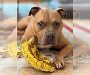 Staffordshire Bull Terrier Dogs for adoption in Bellevue, WA, USA