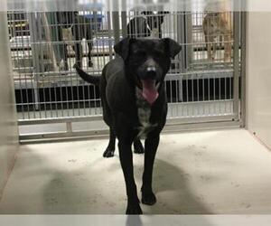 Borador Dogs for adoption in Bakersfield, CA, USA