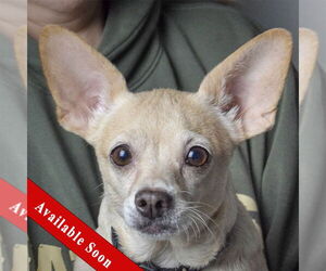 Chiweenie Dogs for adoption in Huntley, IL, USA