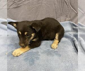 German Shepherd Dog-Unknown Mix Dogs for adoption in Modesto, CA, USA