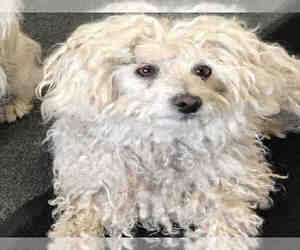 Poodle (Toy) Dogs for adoption in Santa Maria, CA, USA