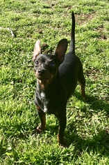 Miniature Pinscher Dogs for adoption in Texarkana, TX, USA