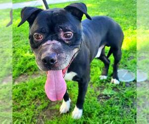 American Pit Bull Terrier-Unknown Mix Dogs for adoption in Long Beach, CA, USA