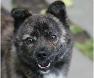 Mutt Dogs for adoption in San Ramon, CA, USA