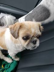 Shih Tzu Dogs for adoption in Denton, TX, USA