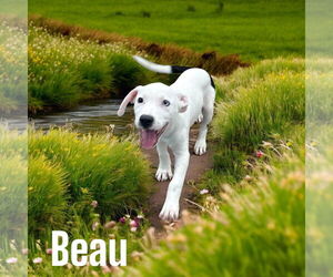 Dalmatian Dogs for adoption in Menifee, CA, USA