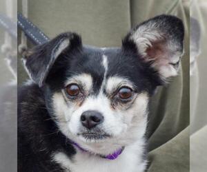 Chihuahua Dogs for adoption in Huntley, IL, USA