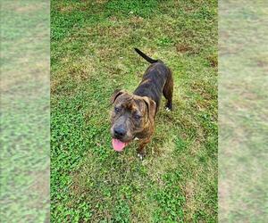 American Pit Bull Terrier Dogs for adoption in Grovetown, GA, USA