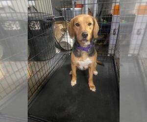 Beagle-Unknown Mix Dogs for adoption in Forest, VA, USA