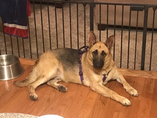 German Shepherd Dog Dogs for adoption in Monkton, MD, USA