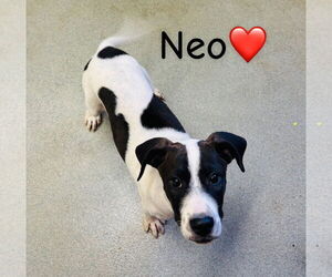 Lab-Pointer Dogs for adoption in Sterling, MA, USA