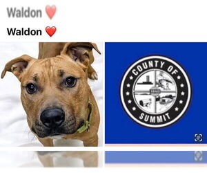 American Staffordshire Terrier-Unknown Mix Dogs for adoption in Akron, OH, USA