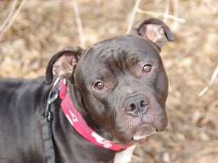 American Pit Bull Terrier-Unknown Mix Dogs for adoption in Wenonah, NJ, USA