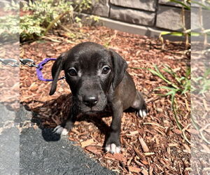 Mutt Dogs for adoption in Sterling, MA, USA