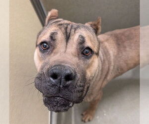 Mutt Dogs for adoption in Lee's Summit, MO, USA