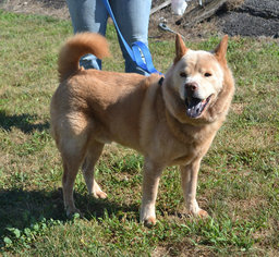 Chow Chow Dogs for adoption in Akron, OH, USA
