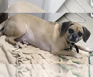 Puggle Dogs for adoption in Springfield, MA, USA