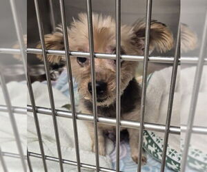 Mutt Dogs for adoption in Decatur, IL, USA