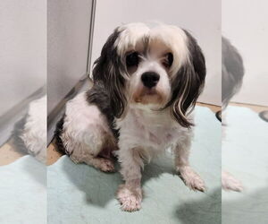 Maltese-Unknown Mix Dogs for adoption in Walnutport, PA, USA