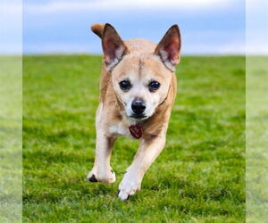 Chihuahua-Unknown Mix Dogs for adoption in Bellingham, WA, USA