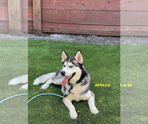 - Mix Dogs for adoption in Woodland Hills, CA, USA