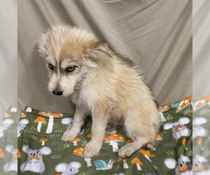 Siberian Husky-Unknown Mix Dogs for adoption in Modesto, CA, USA