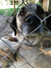 Mutt Dogs for adoption in Columbia, SC, USA