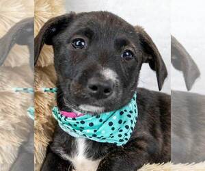 Dachshund-Labrador Retriever Mix Dogs for adoption in Kennesaw, GA, USA