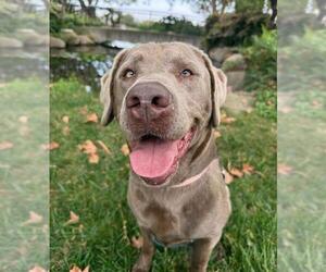 Labrador Retriever Dogs for adoption in Santa Barbara, CA, USA